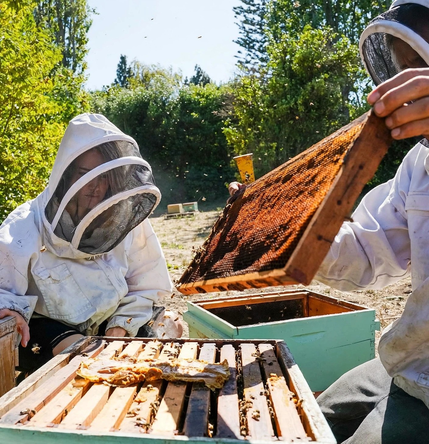 A frame thick with bees