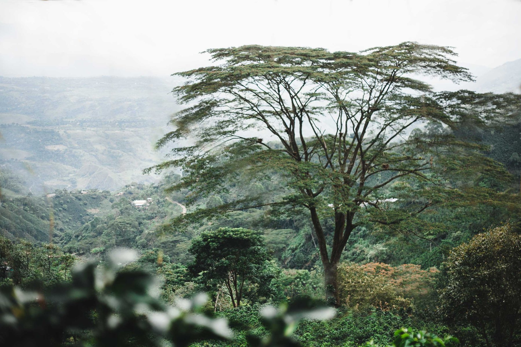 Large tree stands over green coffee farm landscape.