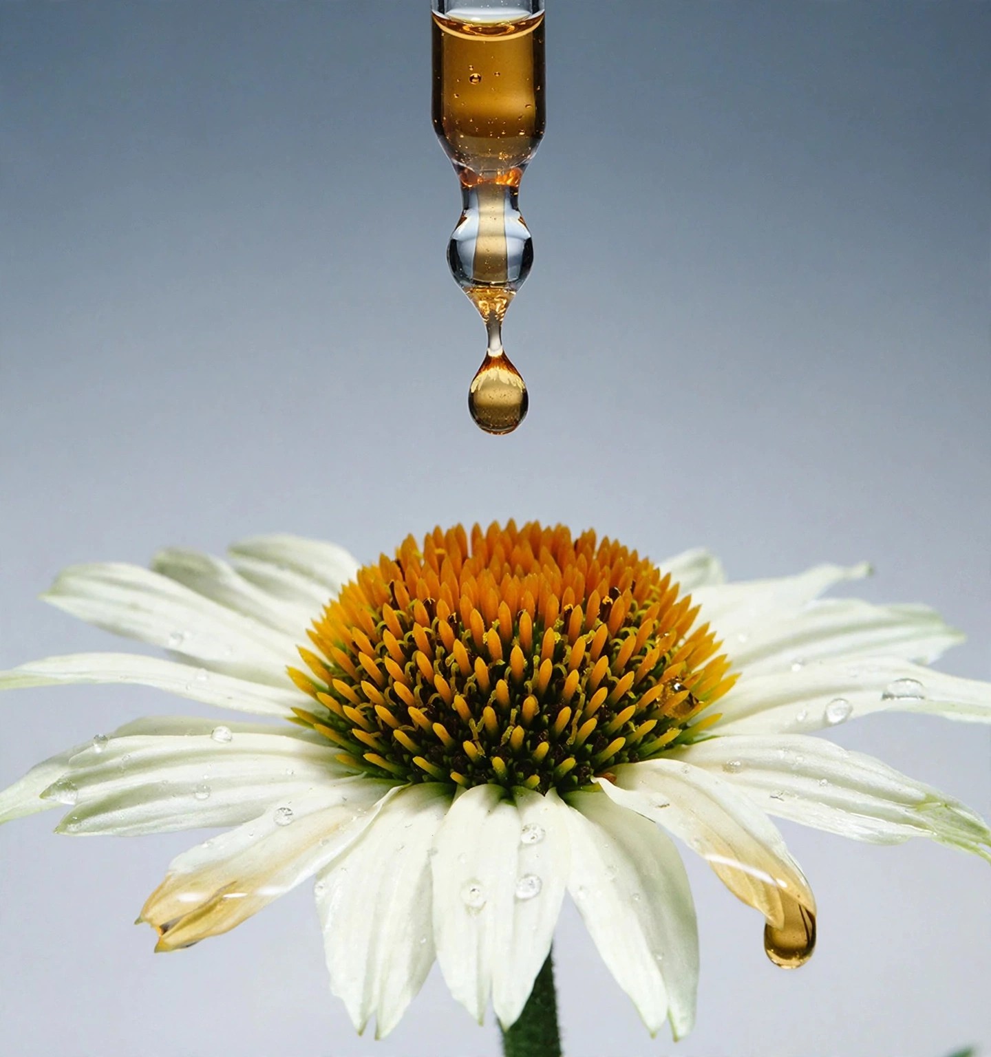 Golden serum drips toward a fresh white flower.